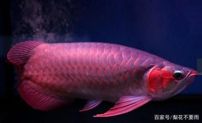 红龙鱼吃小鱼好吗怎么喂养：关于红龙鱼的喂养方法和食物选择