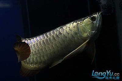 金龙银龙鱼：金龙鱼和银龙鱼在地域来源、外观特征、性格特点和注意事项