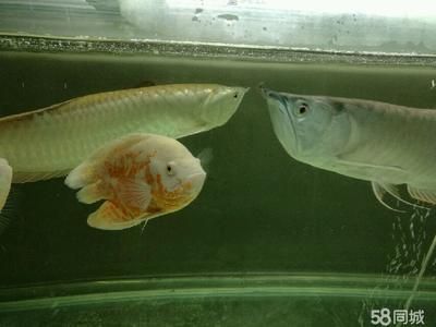 养龙鱼的鱼缸里能放清道夫吗：养龙鱼的鱼缸里可以放清道夫鱼吗？