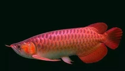 金龙鱼多久养到50厘米长：金龙鱼养到50厘米长的具体时间 龙鱼百科