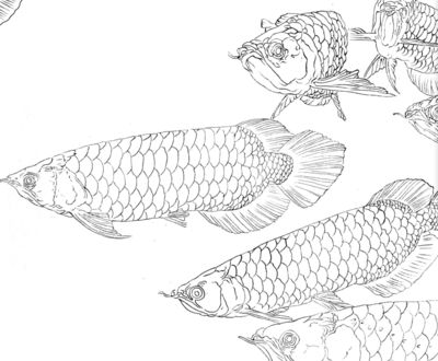 工笔金龙鱼底稿：工笔金龙鱼底稿是一种既有文化底蕴又具有观赏性的绘画作品