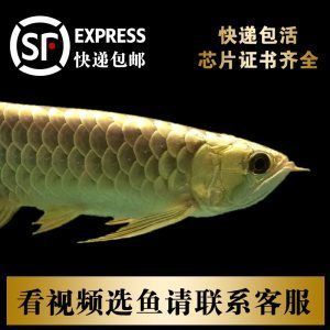 金龙鱼芯片证书是什么样的：关于金龙鱼芯片证书的详细解释 龙鱼百科
