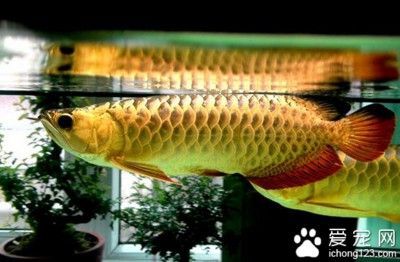 金龙鱼吃啥鱼：关于金龙鱼的食性，你了解多少？