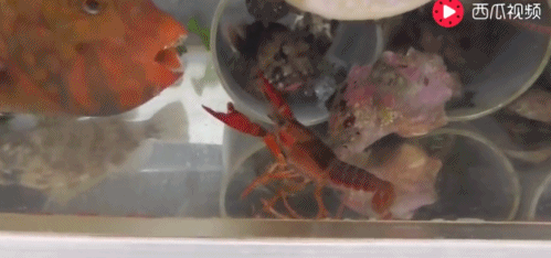 鱼化龙雕刻图：鱼缸养小龙虾的注意事项