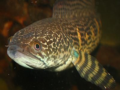 各种雷龙鱼介绍大全：雷龙鱼是一种受欢迎的观赏鱼拥有独特的外形和色彩