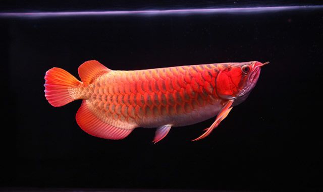 红龙鱼能长多大？活多久？：红龙鱼的体型和寿命都受到饲养环境的影响