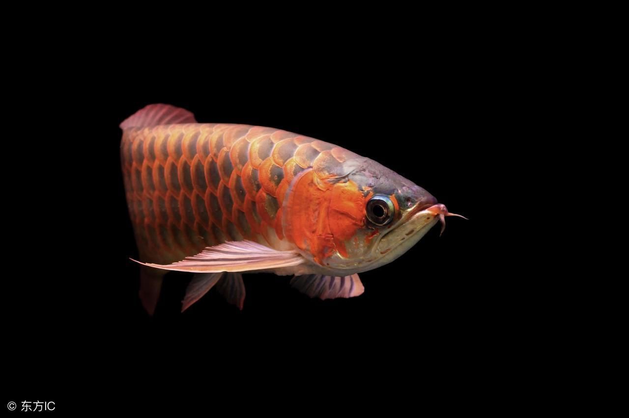 金龙鱼吃什么增色快：如何让金龙鱼的体色更加鲜艳