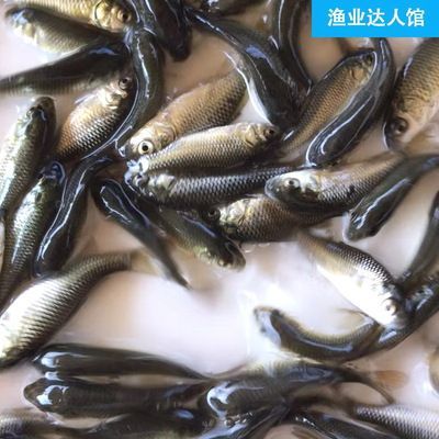 10cm红龙鱼苗怎么养的好看：红龙鱼的饲养方法