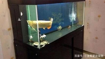 龙鱼对鱼缸的要求高吗为什么：龙鱼对鱼缸的要求高吗
