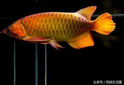 龙鱼象征什么生肖：龙鱼在中国文化中具有丰富的寓意和象征意义和象征意义