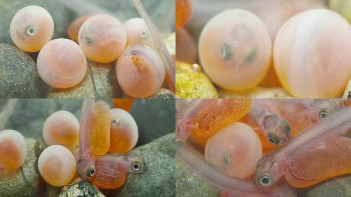 龙鱼卵怎么孵化：龙鱼卵的孵化过程需要一定的专业知识和注意事项
