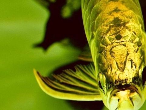 黄金龙鱼的养殖方法和技巧：养殖黄金龙鱼的注意事项