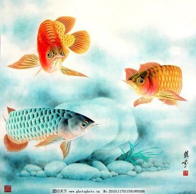 金龙鱼的图案：金龙鱼的图案充满了象征意义和艺术价值