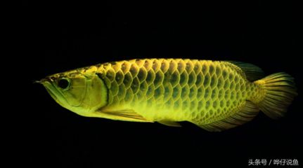 红龙鱼用黄灯4000k有用吗：红龙鱼使用黄灯4000k对红龙鱼发色有影响吗 龙鱼百科 第1张