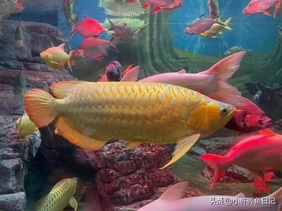 金黄色的龙鱼好不好：金黄色的龙鱼在饲养过程中需要注意的问题和应对措施