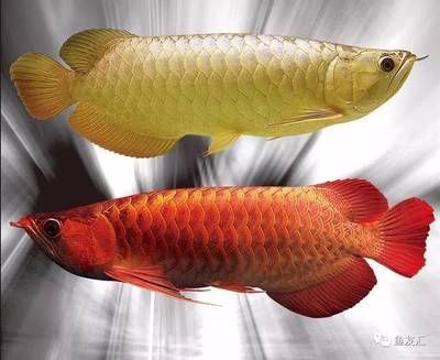 纯血红龙鱼从小到大发色是什么：春季龙鱼不吃食可能与以下几个因素有关 龙鱼百科 第2张