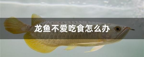 纯血红龙鱼从小到大发色是什么：春季龙鱼不吃食可能与以下几个因素有关 龙鱼百科 第1张