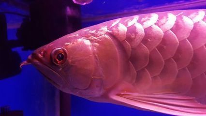 金龙鱼鱼眼有白物是什么东西引起的：金龙鱼鱼眼出现白物可能是由于以下几个原因引起的 龙鱼百科 第2张