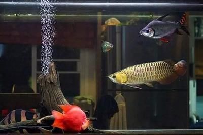 红龙鱼用灯时间：红龙鱼使用灯管时间安排