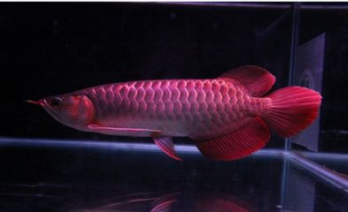 红龙鱼趴缸在水底不动：红龙鱼趴缸在水底不动可能是由于多种原因引起的 龙鱼百科 第1张