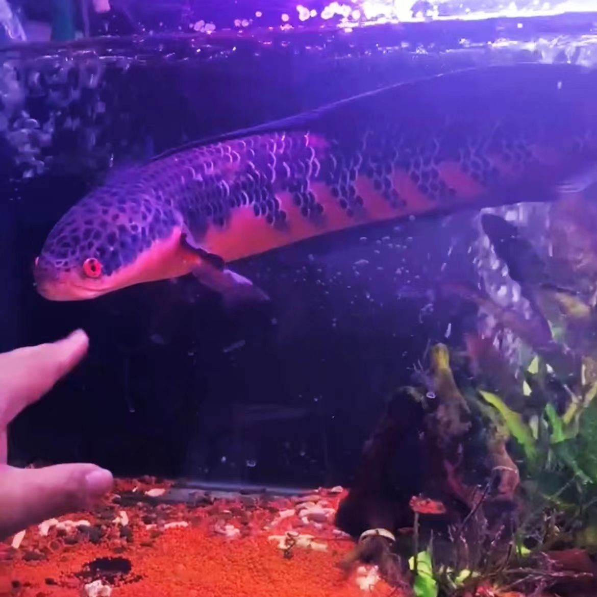 红帝王雷龙鱼怎么饲养好吃：如何饲养红帝王雷龙鱼