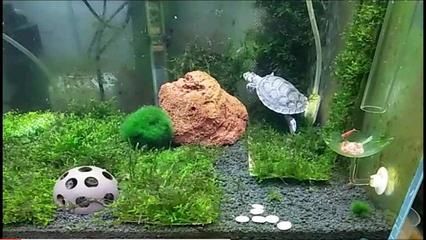 养龙鱼的缸直接把忍者神龟放水里吗：关于养龙鱼缸与忍者神龟的问题,建议您重新提出问题
