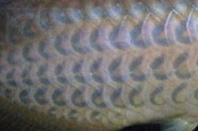 金龙鱼鳞片发色过程：金龙鱼的鳞片发色过程
