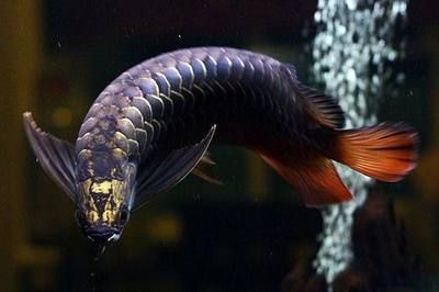 金龙鱼公母区分：金龙鱼公母区分，雌性和雄性的金龙鱼在头部上有明显的区别