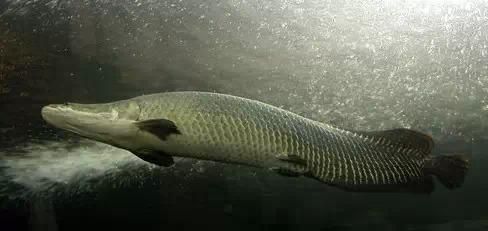 巨骨舌鱼和龙鱼是近亲么吗：巨骨舌鱼和龙鱼是近亲么？