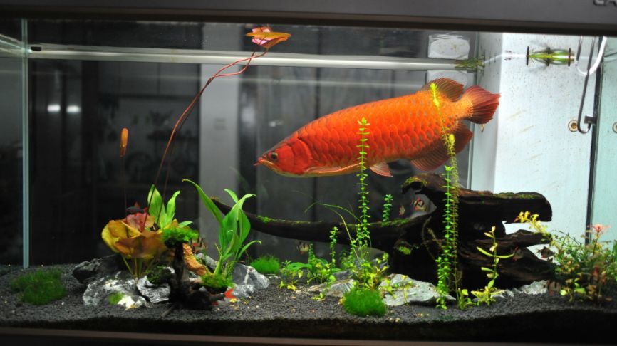 血红龙是什么鱼：世界上最贵的观赏鱼——血红龙