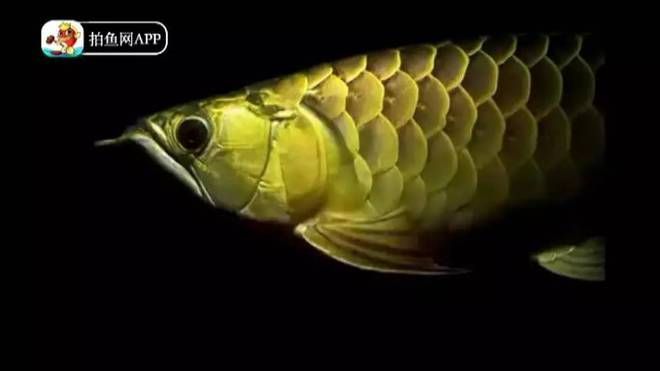 龙鱼眼睛瞎了一边会侧游吗：当龙鱼的眼睛瞎了一边，它们的行为可能会发生变化