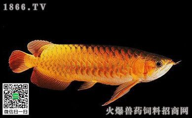 金龙鱼 背景：金龙鱼在中国食用油市场占有率40%企业 龙鱼百科 第2张