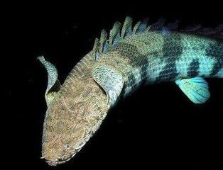 龙鱼水温度多少最佳养殖呢：龙鱼的最佳养殖水温