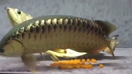 金龙鱼吃活食：金龙鱼吃活食的一些详细信息