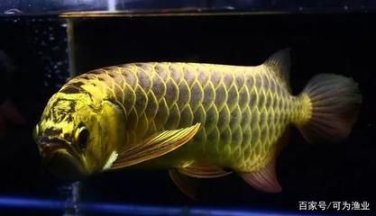 看见龙鱼预兆：龙鱼在中华文化中具有深厚寓意和象征意义的鱼类