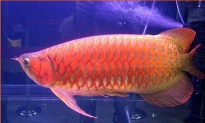 红龙鱼为什么发金色：为什么红龙鱼会发金色？