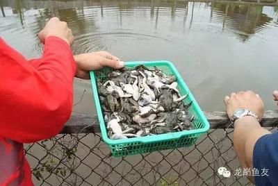 红龙鱼渔场：印尼红龙鱼渔场如何挑选