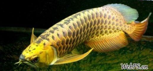 金龙鱼b过和过背的区别：b过金龙鱼和b过金龙鱼的区别