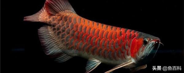 红龙鱼的水温多少度好：关于红龙鱼水温的一些建议 龙鱼百科 第1张