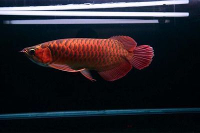 红龙鱼怎么样用灯光养殖：如何使用灯光养殖红龙鱼