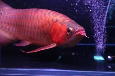 红龙鱼两年不红：红龙鱼两年不红的原因