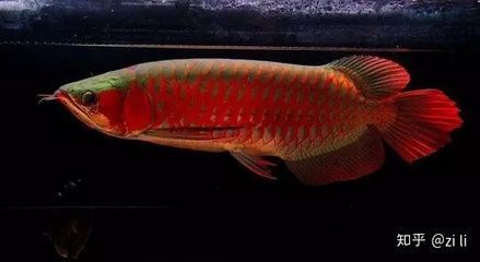 红龙鱼底色在哪怎么看图解：关于红龙鱼底色的一些详细信息
