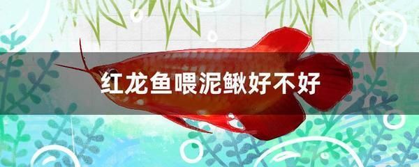 红龙鱼喂泥鳅要怎样处理好：喂食红龙鱼泥鳅时，注意事项需要遵守