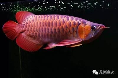 红龙鱼用什么灯最利于发色好：红龙鱼灯照几个小时最好