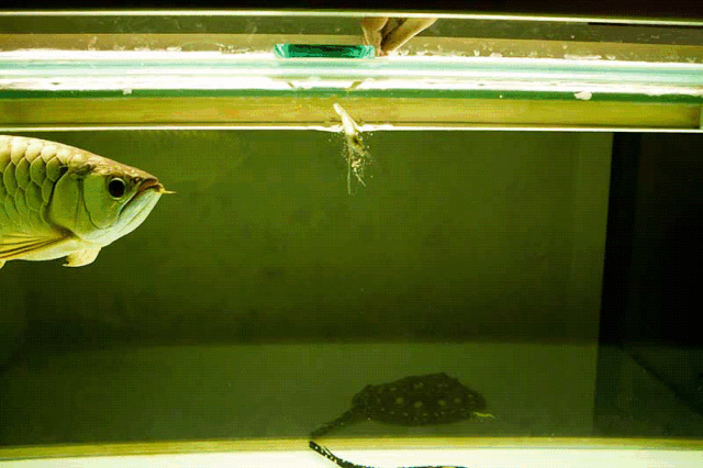龙鱼吃泥鳅多久消化吸收：龙鱼吃泥鳅多久消化吸收时间大约在一天左右