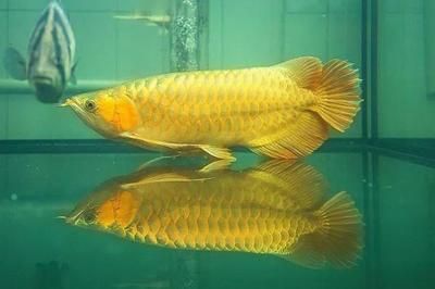 金底金龙鱼用什么背景：金底金龙鱼的背景颜色选择