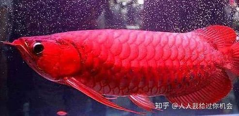 红龙鱼有几种发色颜色的：红龙鱼的饲养管理方法