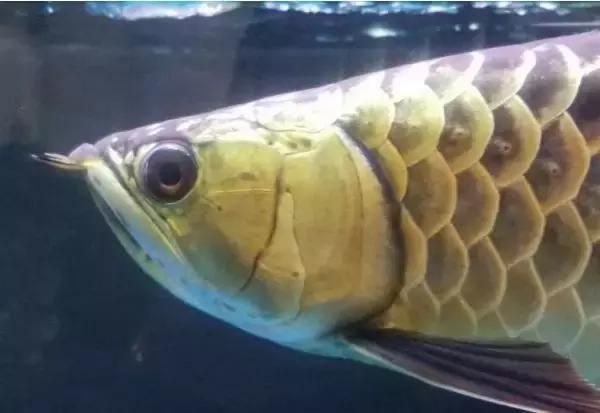 30厘米龙鱼兜嘴：30厘米龙鱼兜嘴的原因和治疗方法 龙鱼百科 第1张