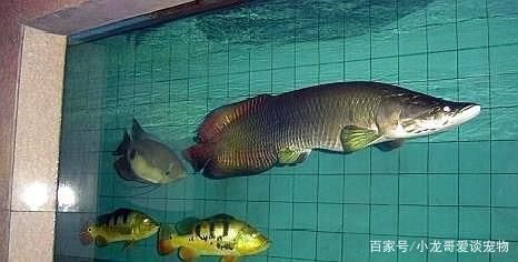金龙鱼最重多少斤：世界上最大的金龙鱼重达61斤