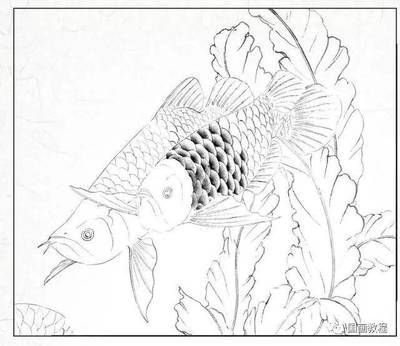 金龙鱼的画法步骤：金龙鱼的画法步骤主要涉及到工笔画的绘制方法以下步骤